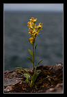 thumbs/20120716_0423_small.jpeg