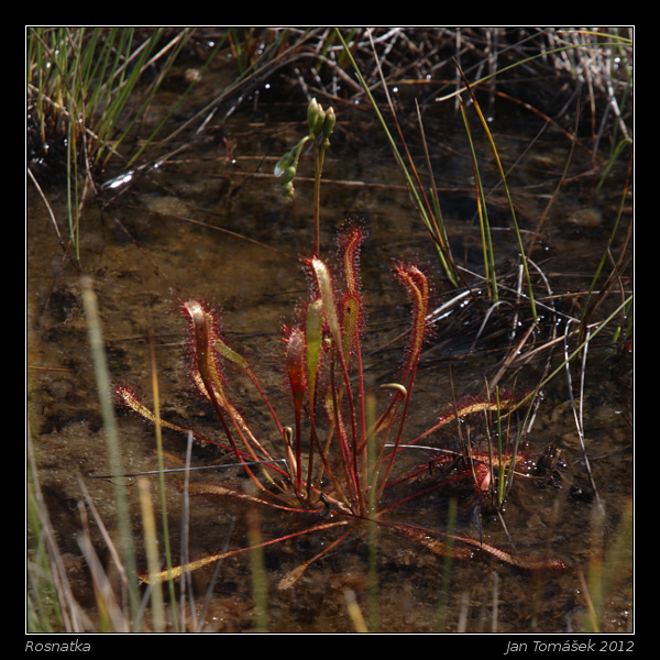 20120717_0779_small.jpeg