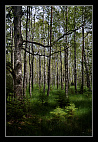 thumbs/20120717_0712_small.jpeg