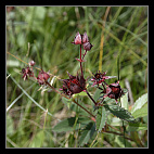 thumbs/20120717_0720_small.jpeg