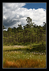 thumbs/20120717_0739_small.jpeg