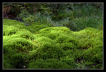thumbs/20120717_0753_small.jpeg