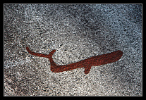 ../thumbs/20120721_1556_small.jpeg