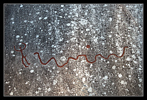 ../thumbs/20120721_1576_small.jpeg